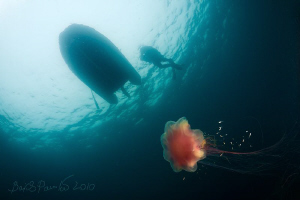 from shadows into light ...
/ Lion's Mane Jellyfish 
 by Boris Pamikov 
